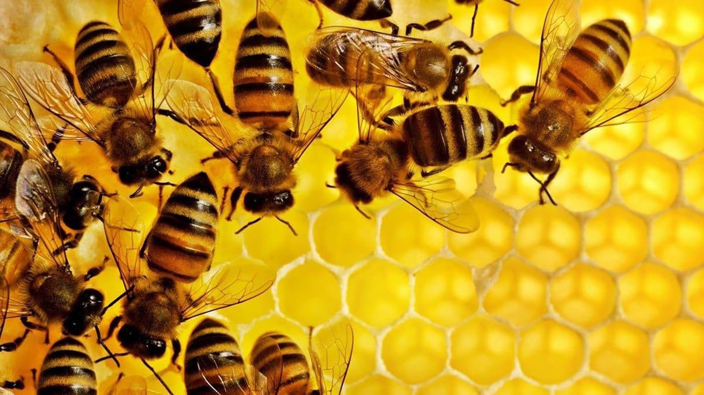 The Mystery of the Disappearing Bees