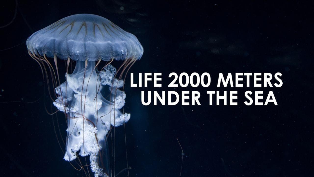 Life 2,000 Meters Under the Sea