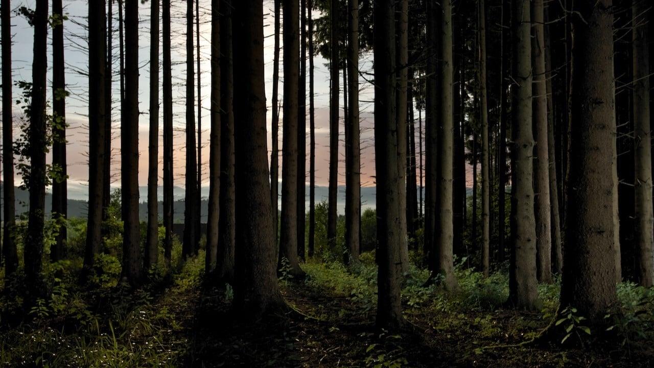 L'homme et la forêt