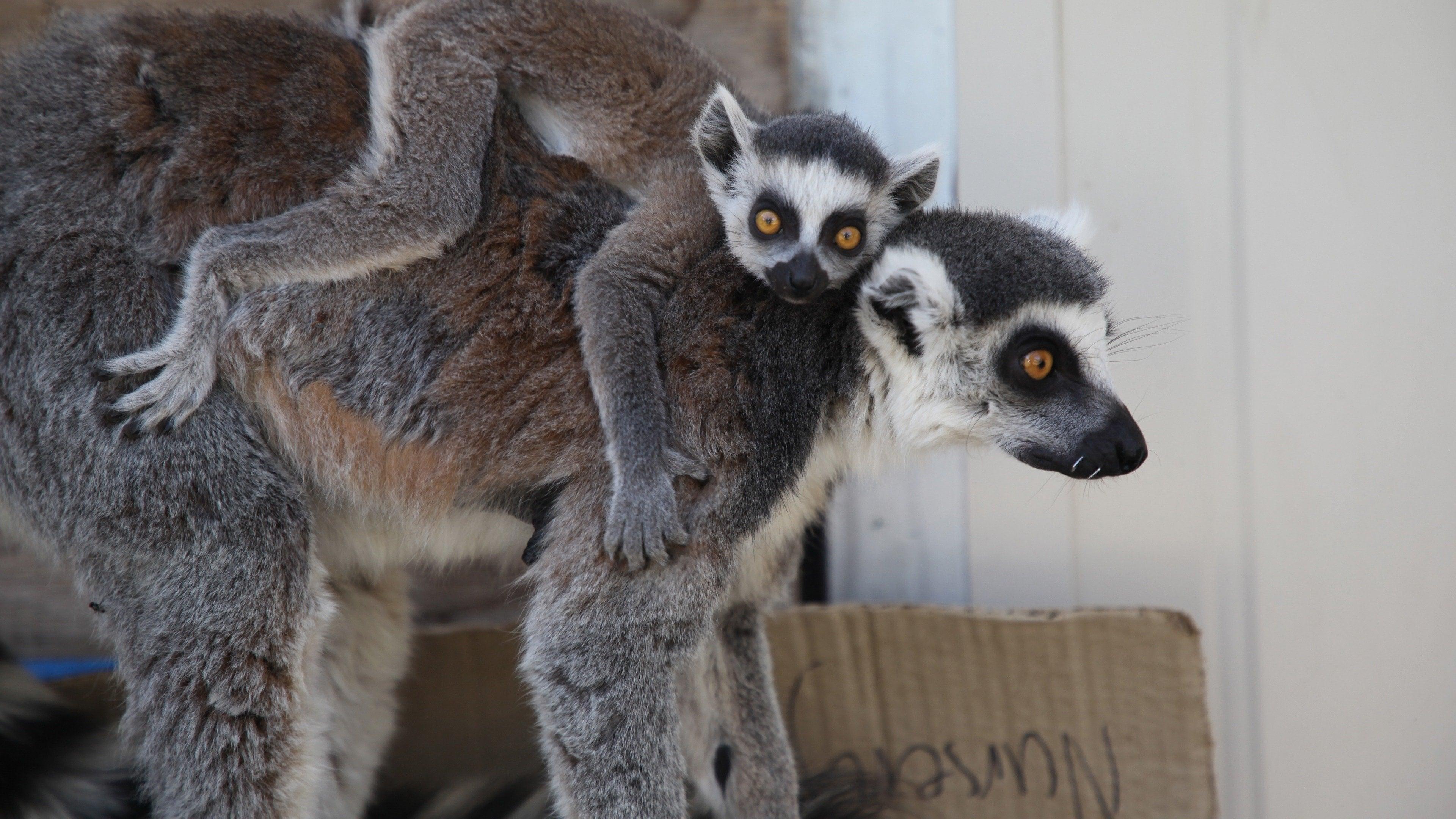 Secrets of the Zoo: Down Under