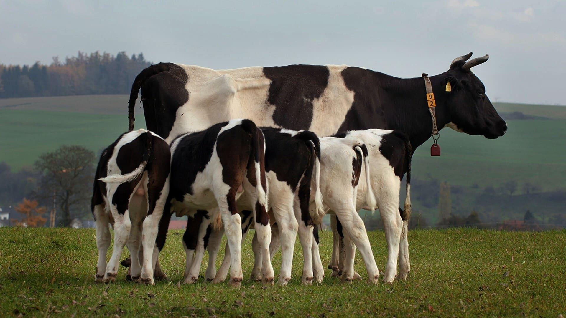 The Secret Life of Cows