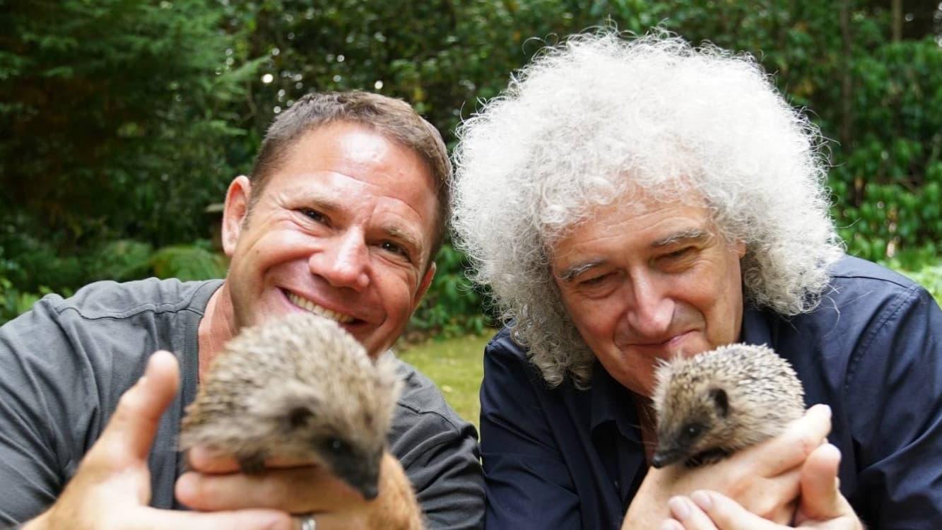 Meet the Hedgehogs