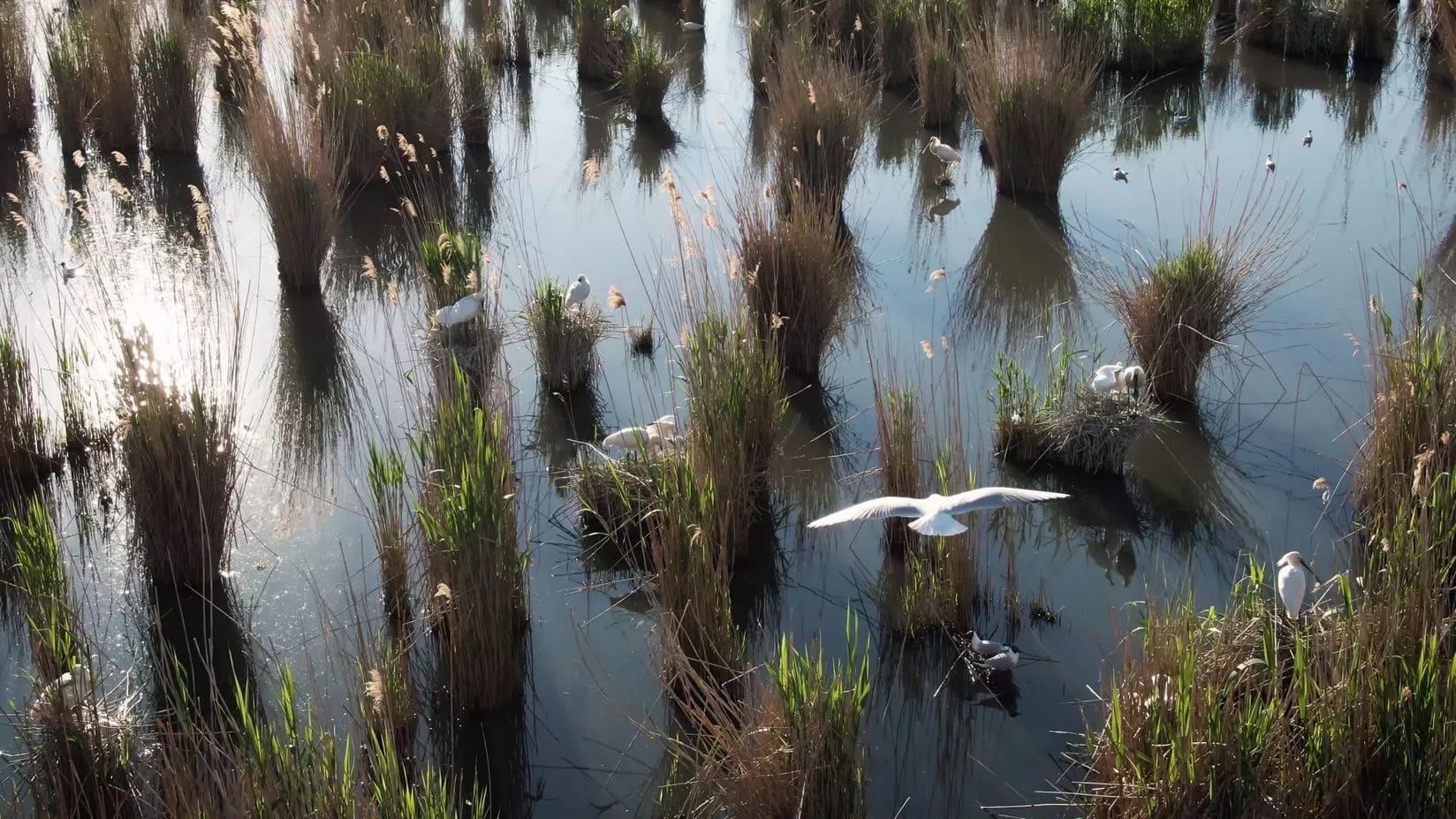 Land of Waters: Created by Man, Overtaken by Nature