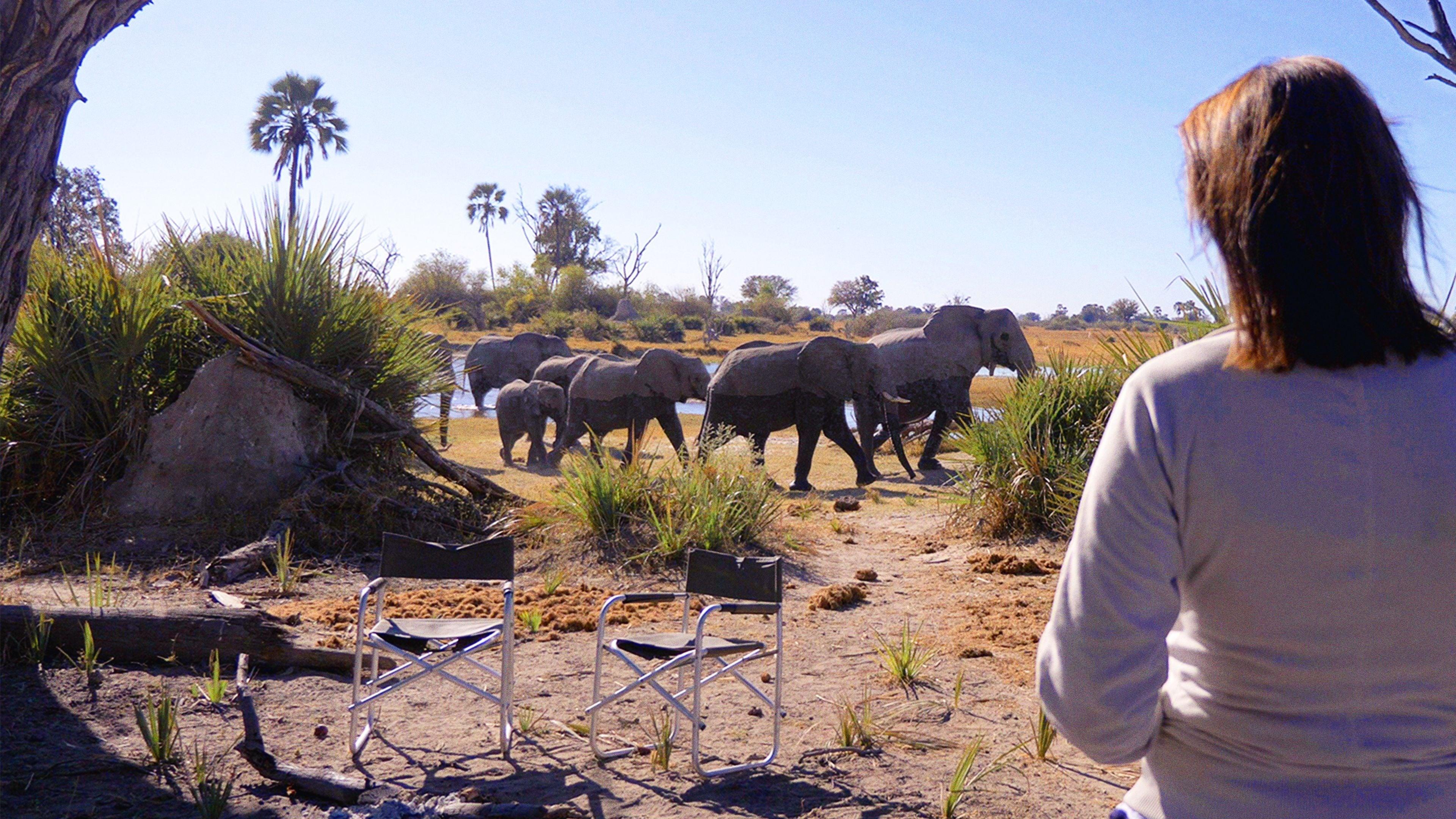 In the Footsteps of Elephant