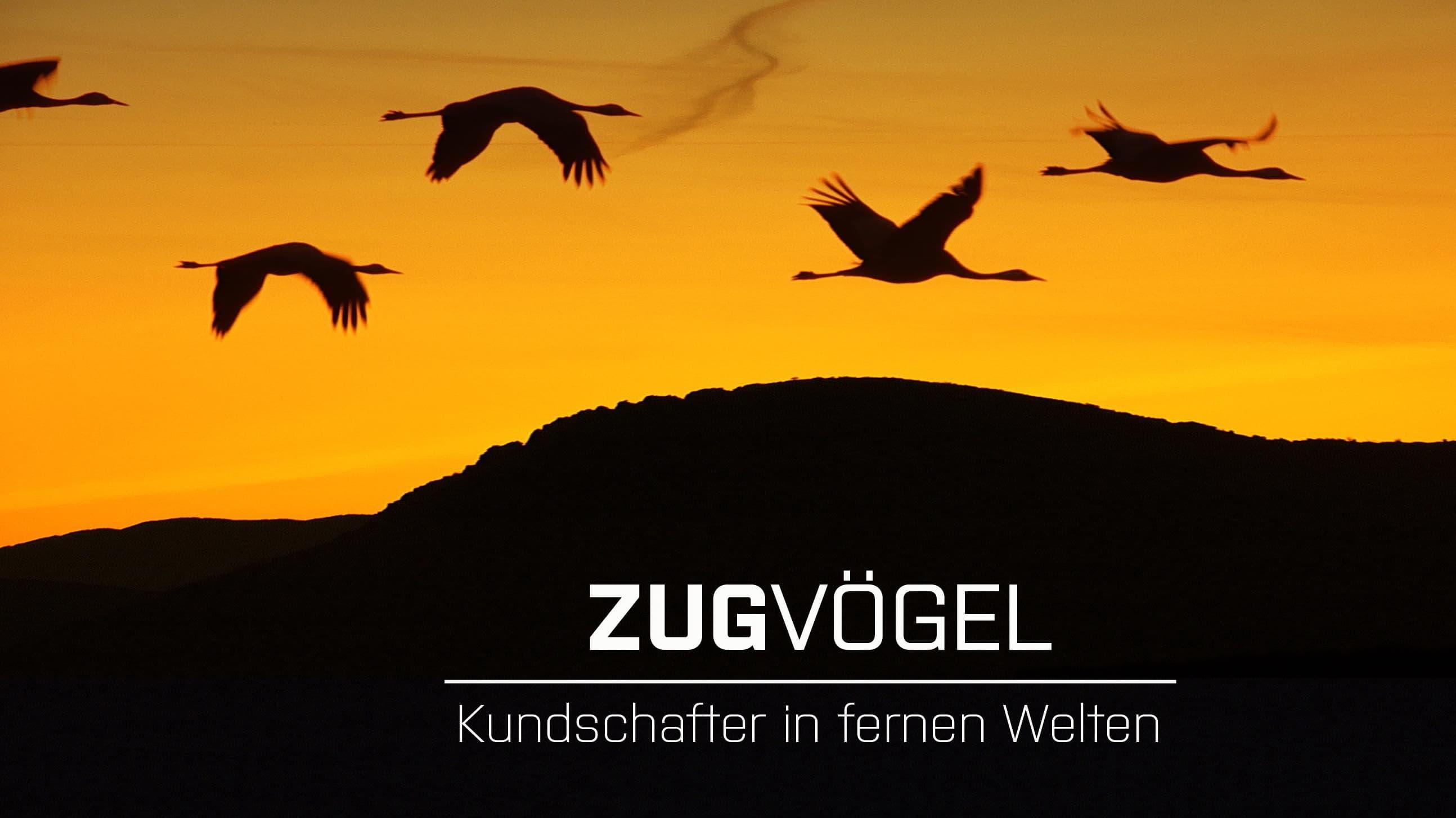 Zugvögel - Kundschafter in fernen Welten