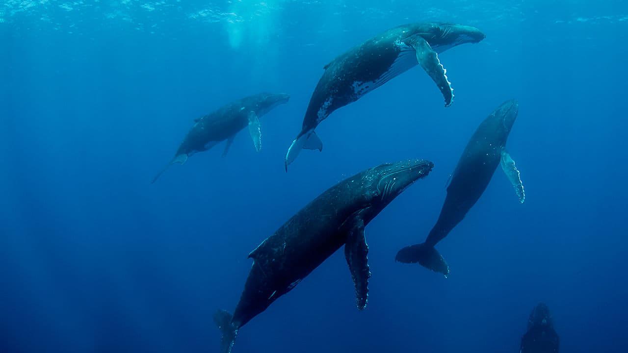 Humpback Whales