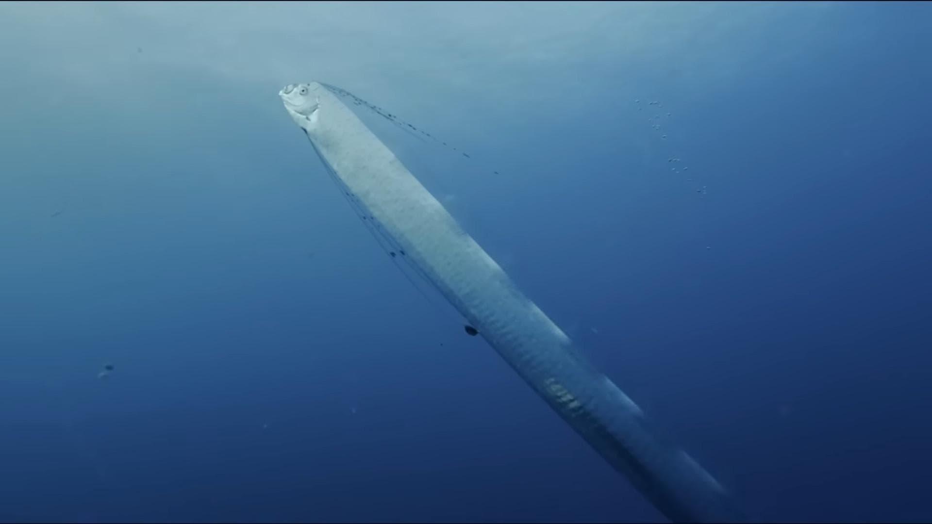 Régalec, premiers contacts avec le poisson roi