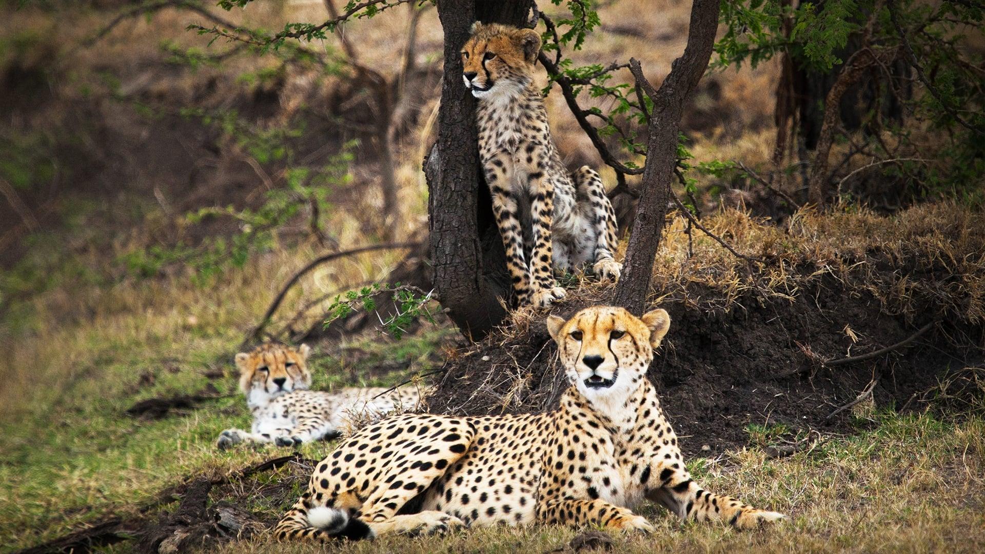 Man Among Cheetahs