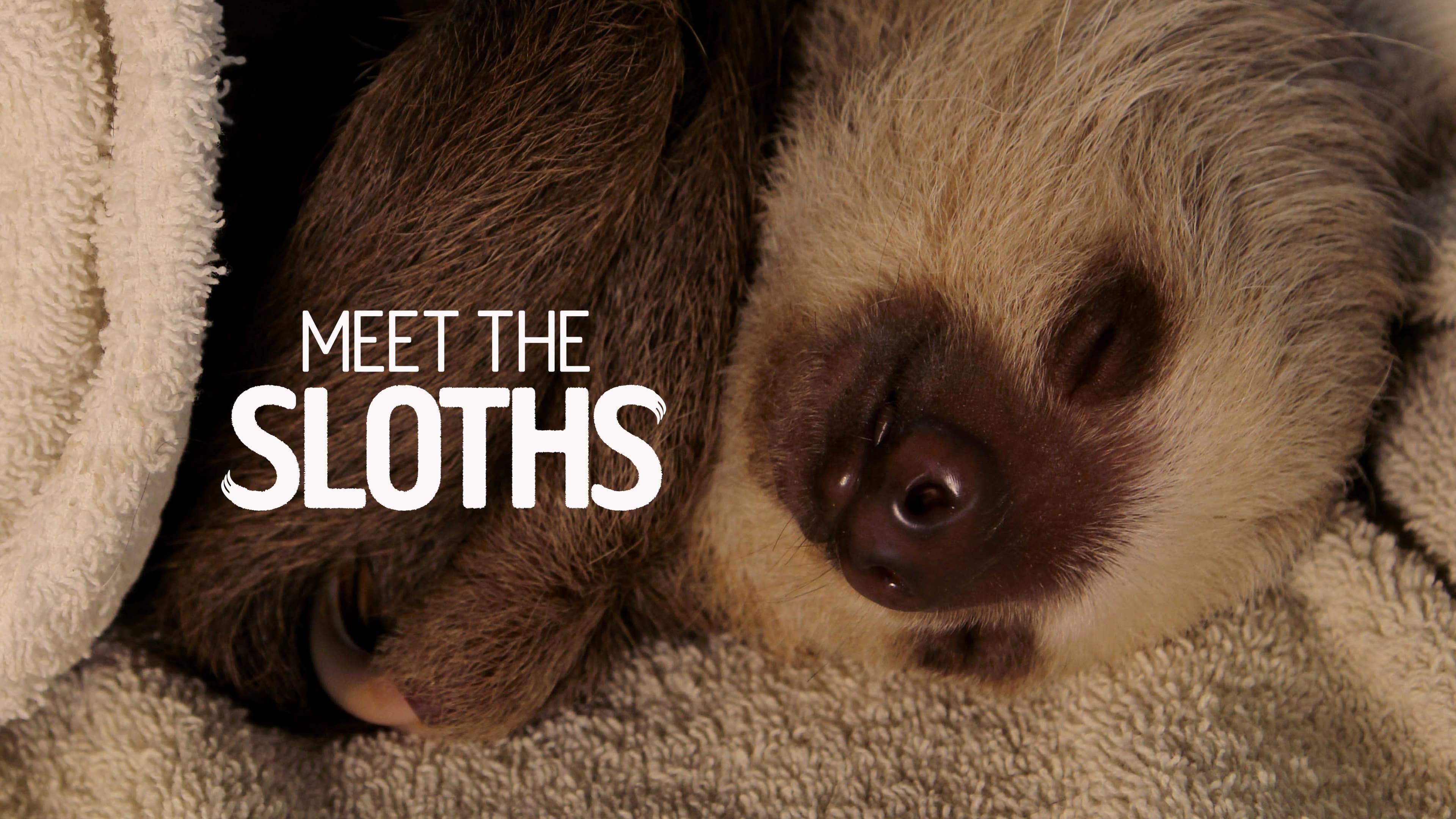 Meet the Sloths