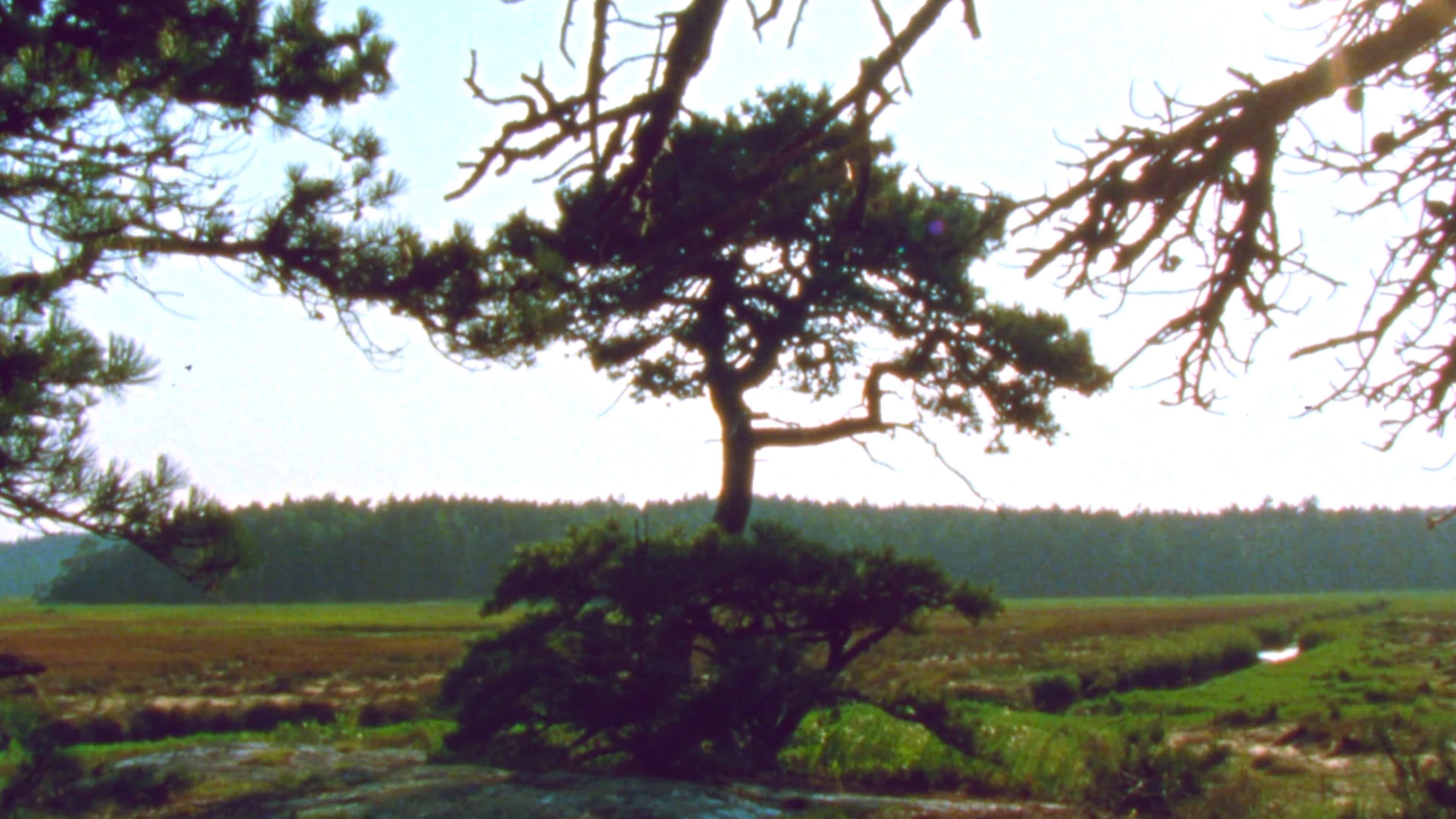 Jasper Beach and The Salt Marsh