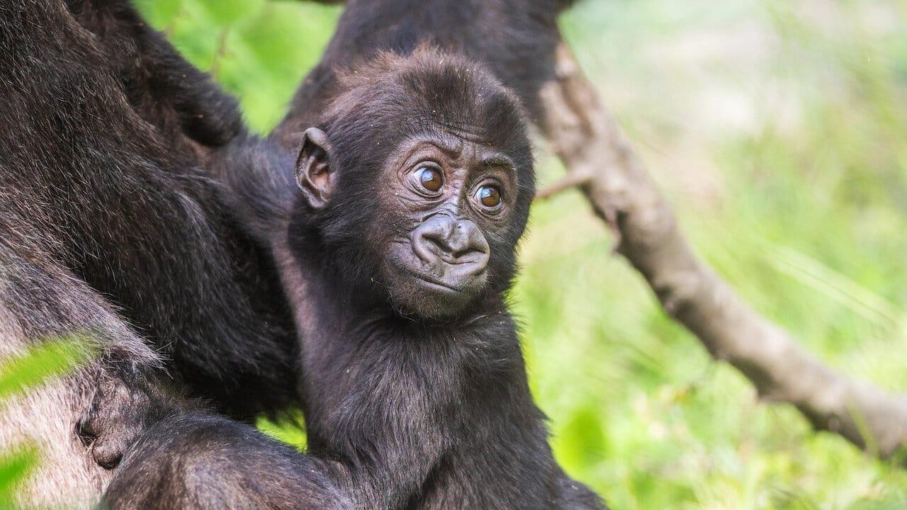 Baby Gorilla Cam