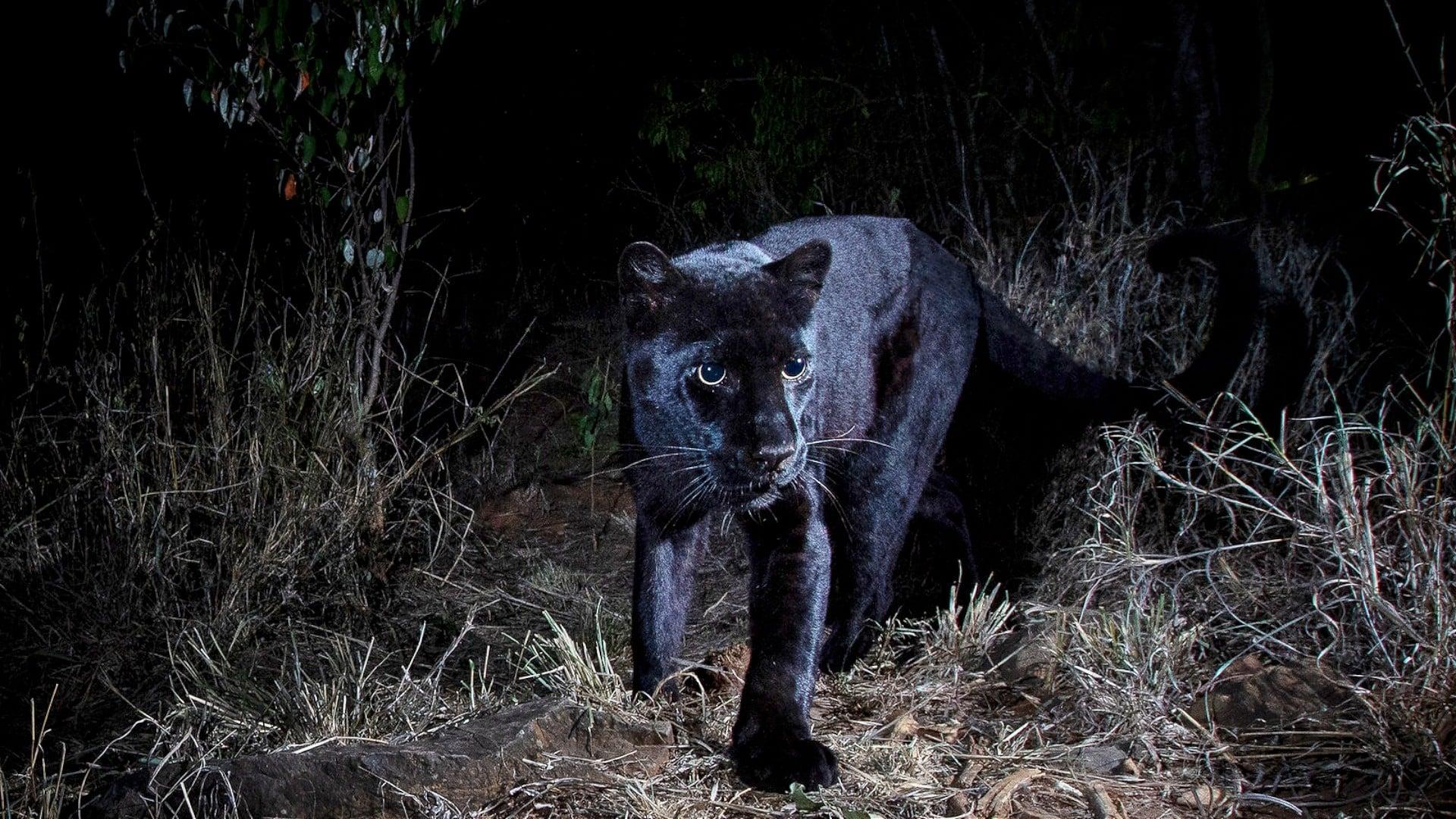 In Search Of A Legend: Black Leopard