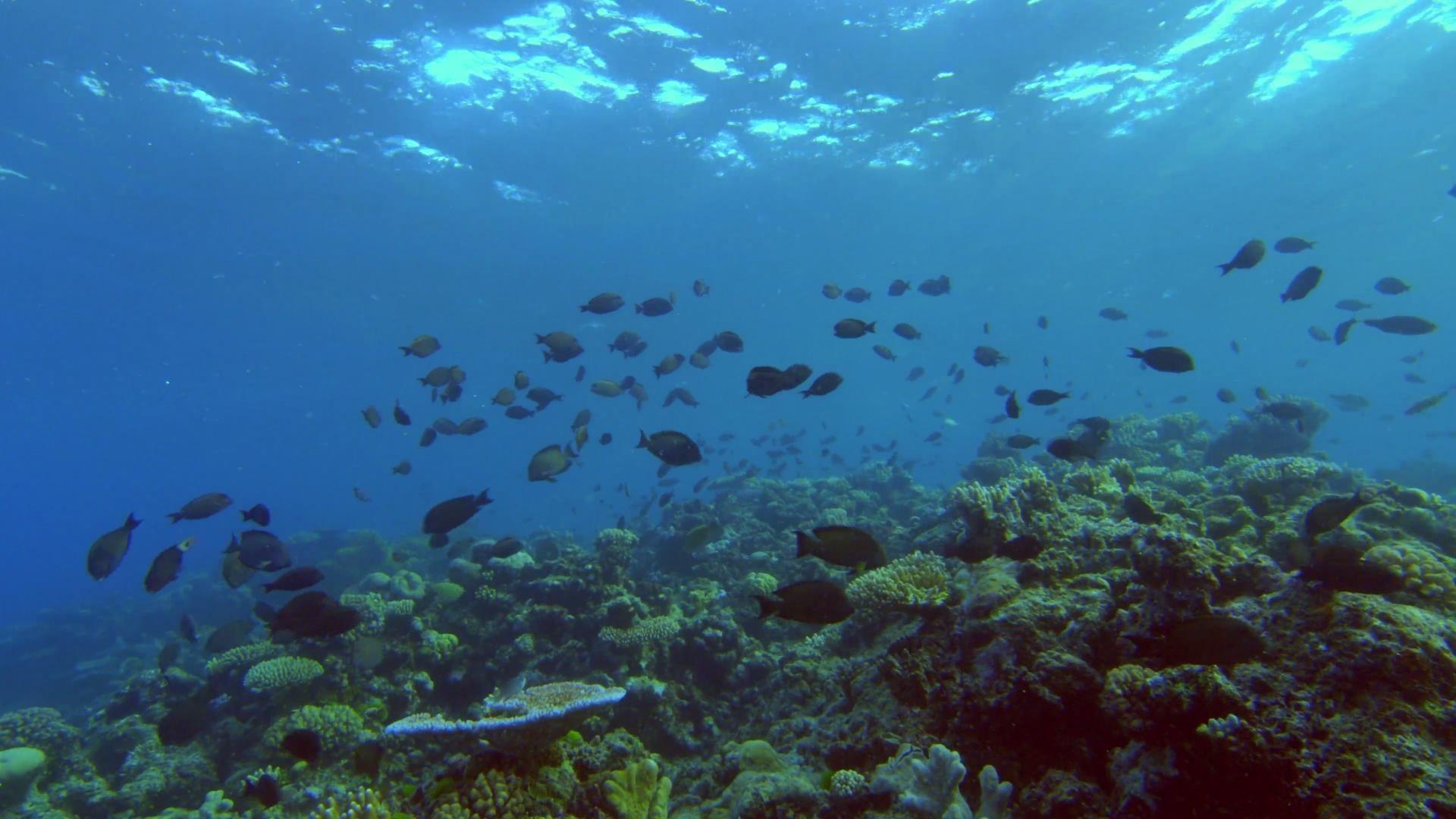 The Moon's Spell on the Great Barrier Reef