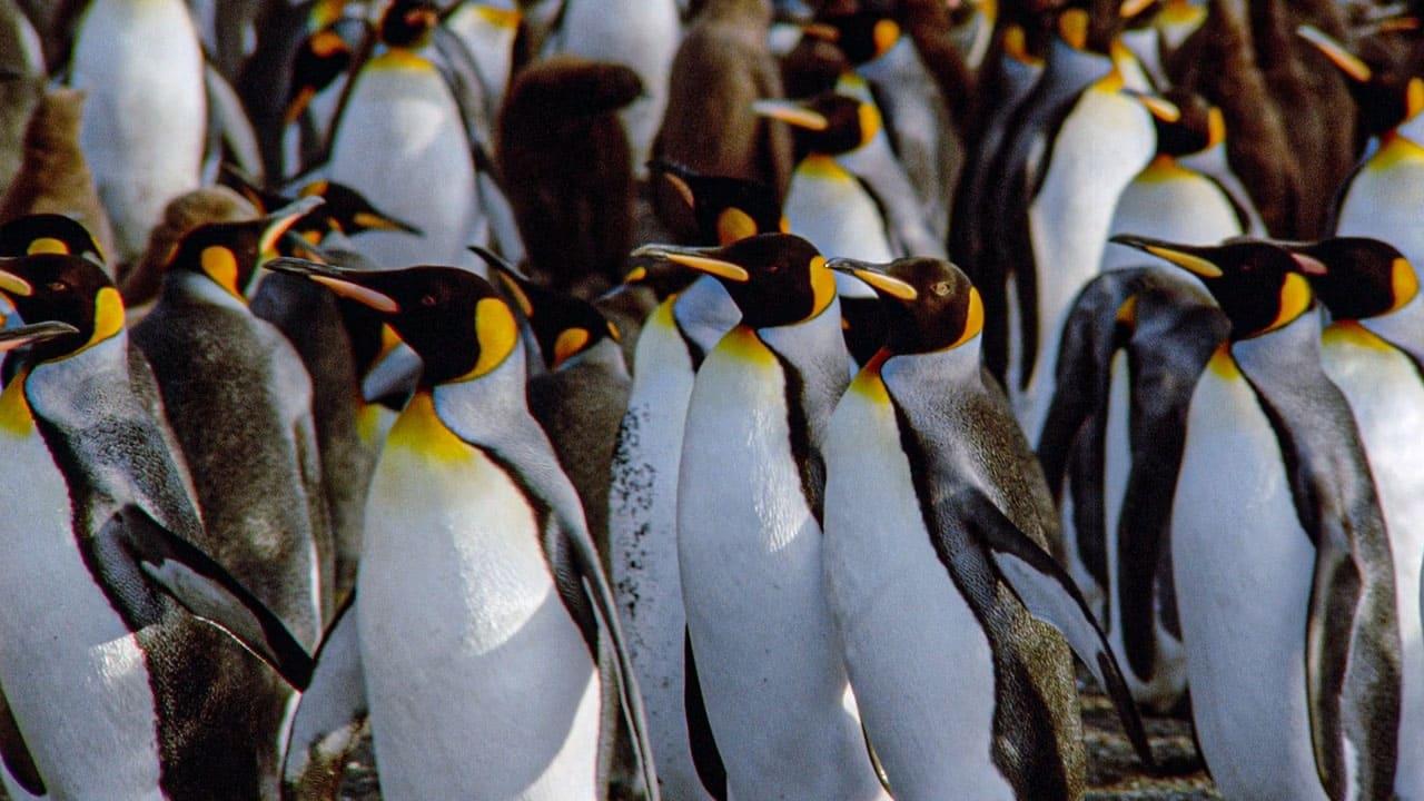 The Congress of Penguins