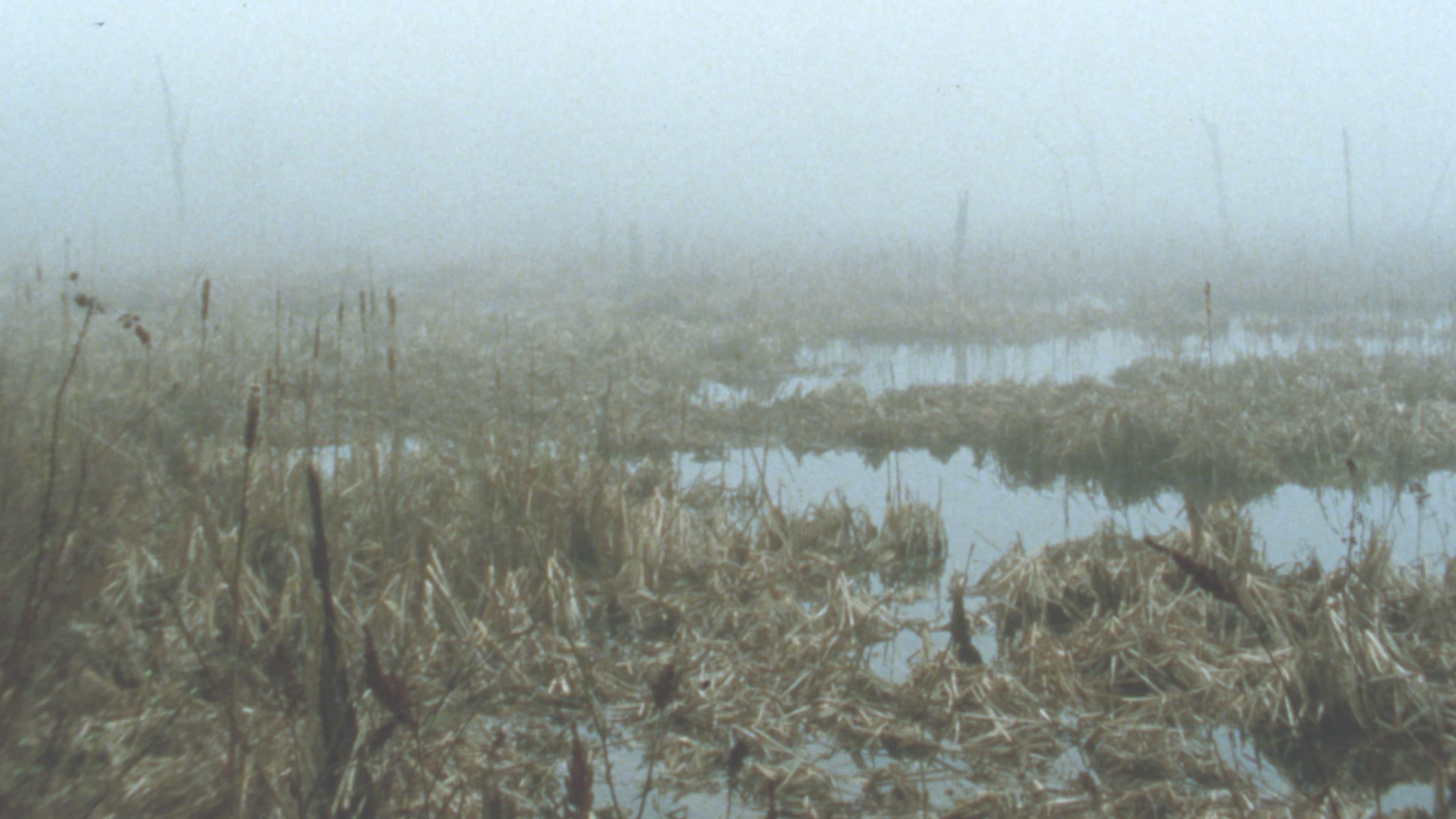 Early Spring Wetlands