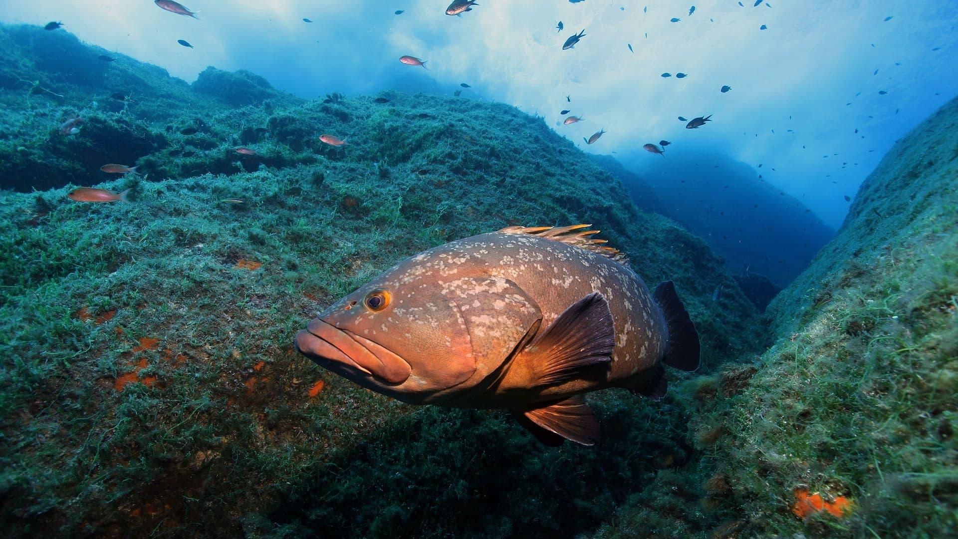 La Méditerranée révélée