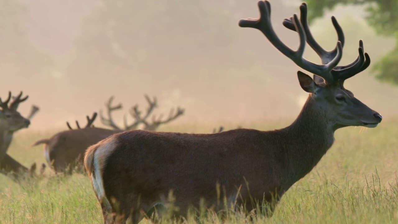 Richmond Park National Nature Reserve