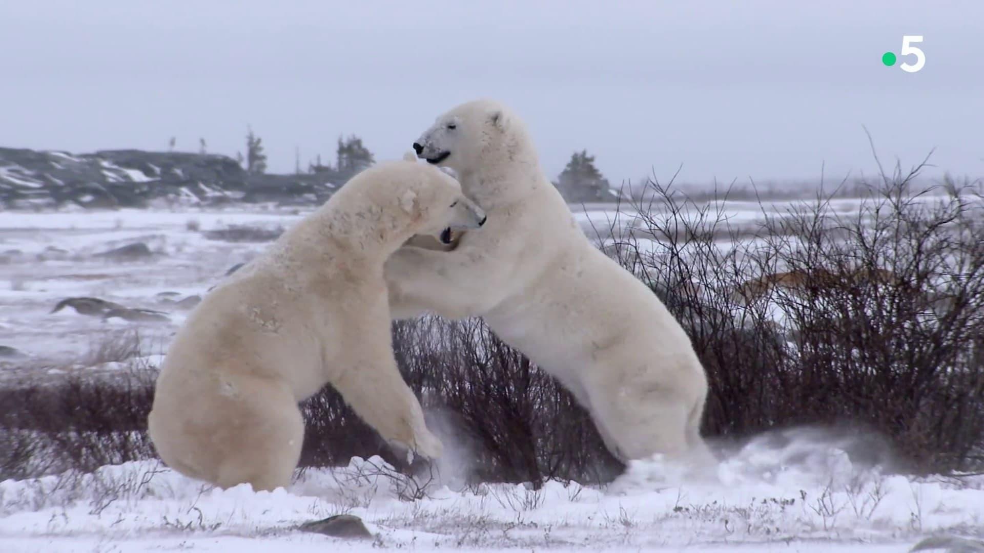 Kingdom of the Polar Bears