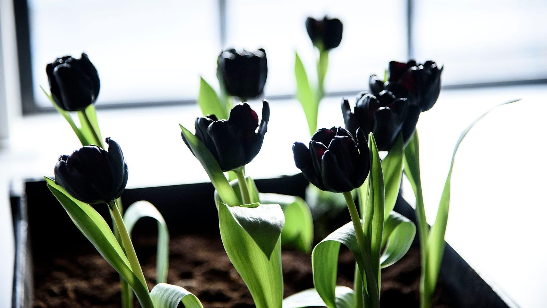 Black Tulip