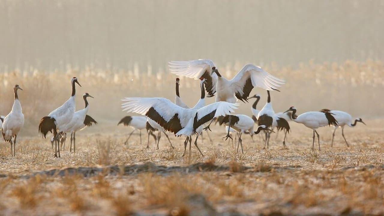 Rare Survivors China's Iconic Wildlife