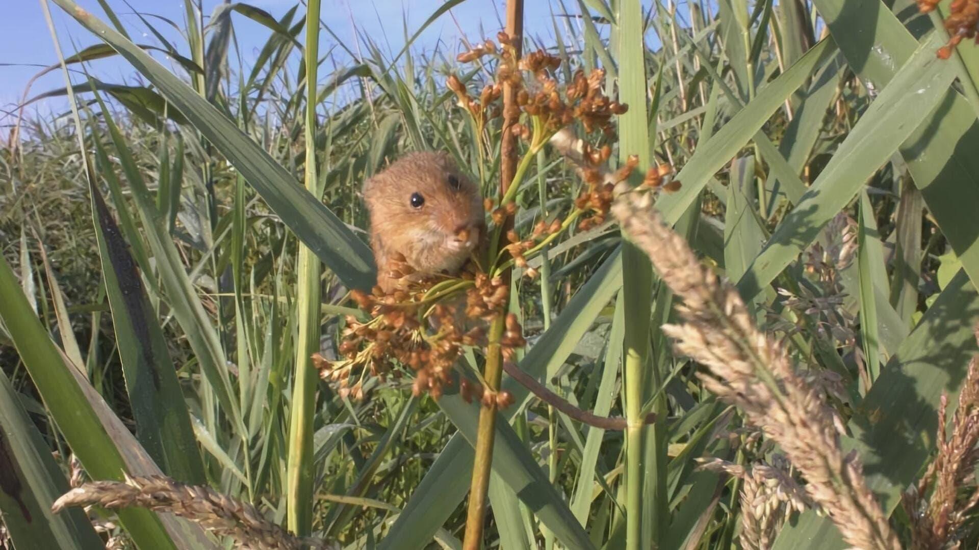 Aélia, la souris des moissons