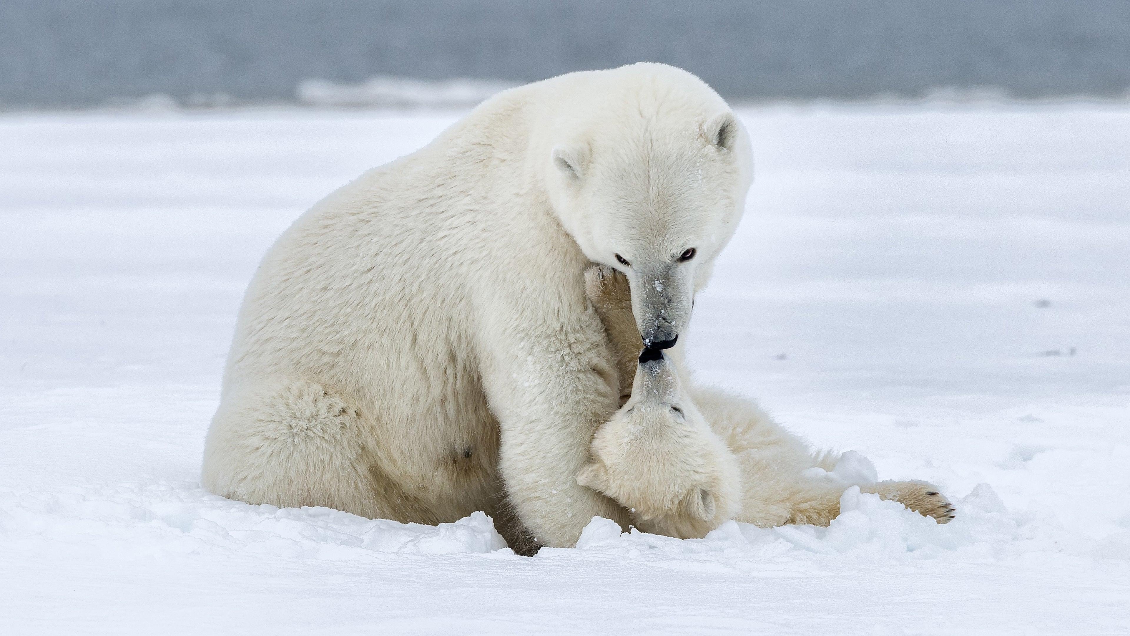 Polar Bear Week with Nigel Marven