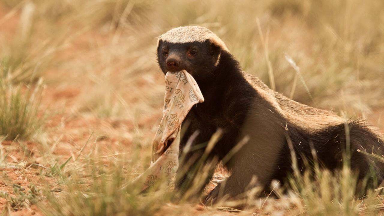 Ultimate Honey Badger