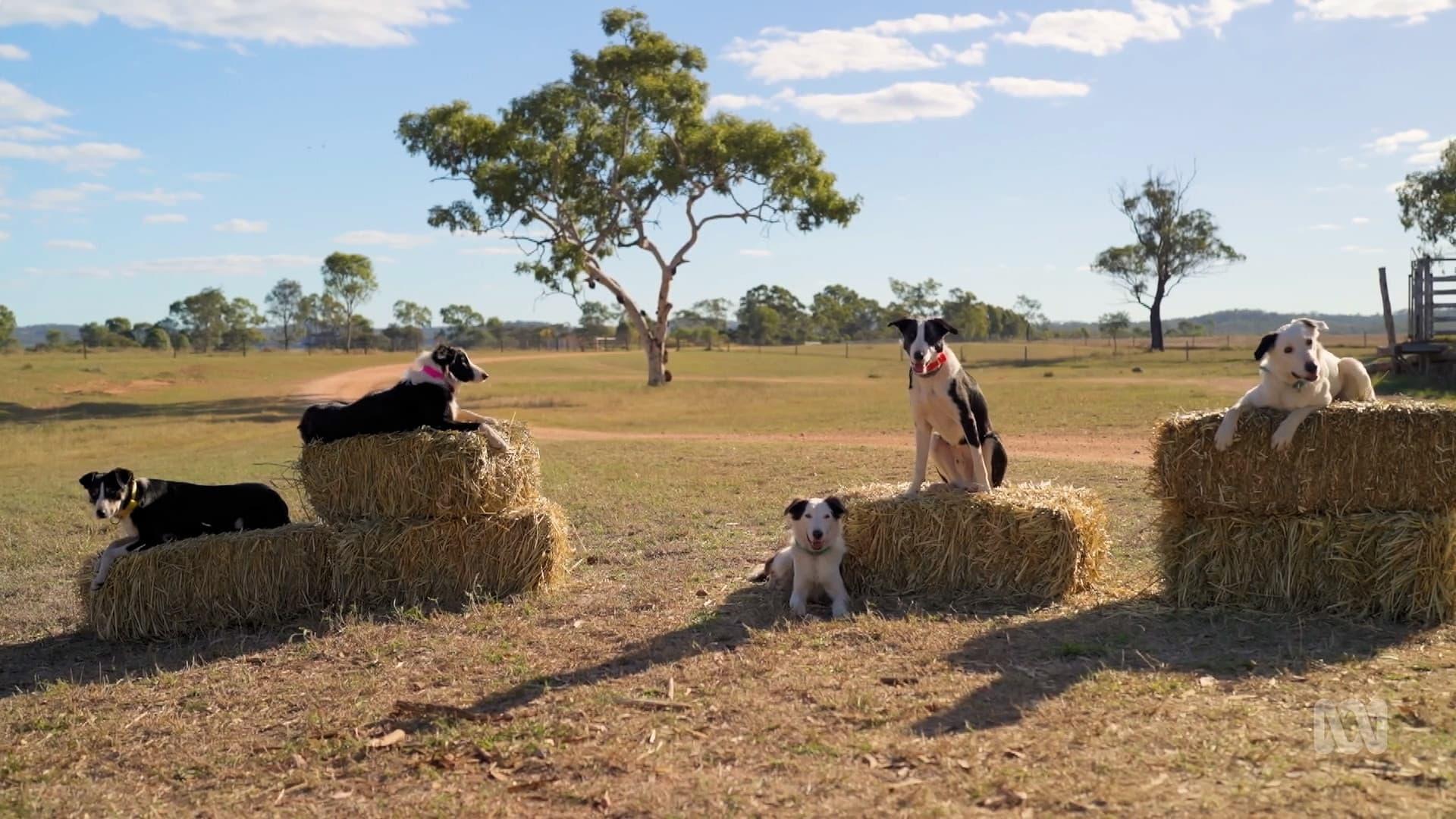 Muster Dogs