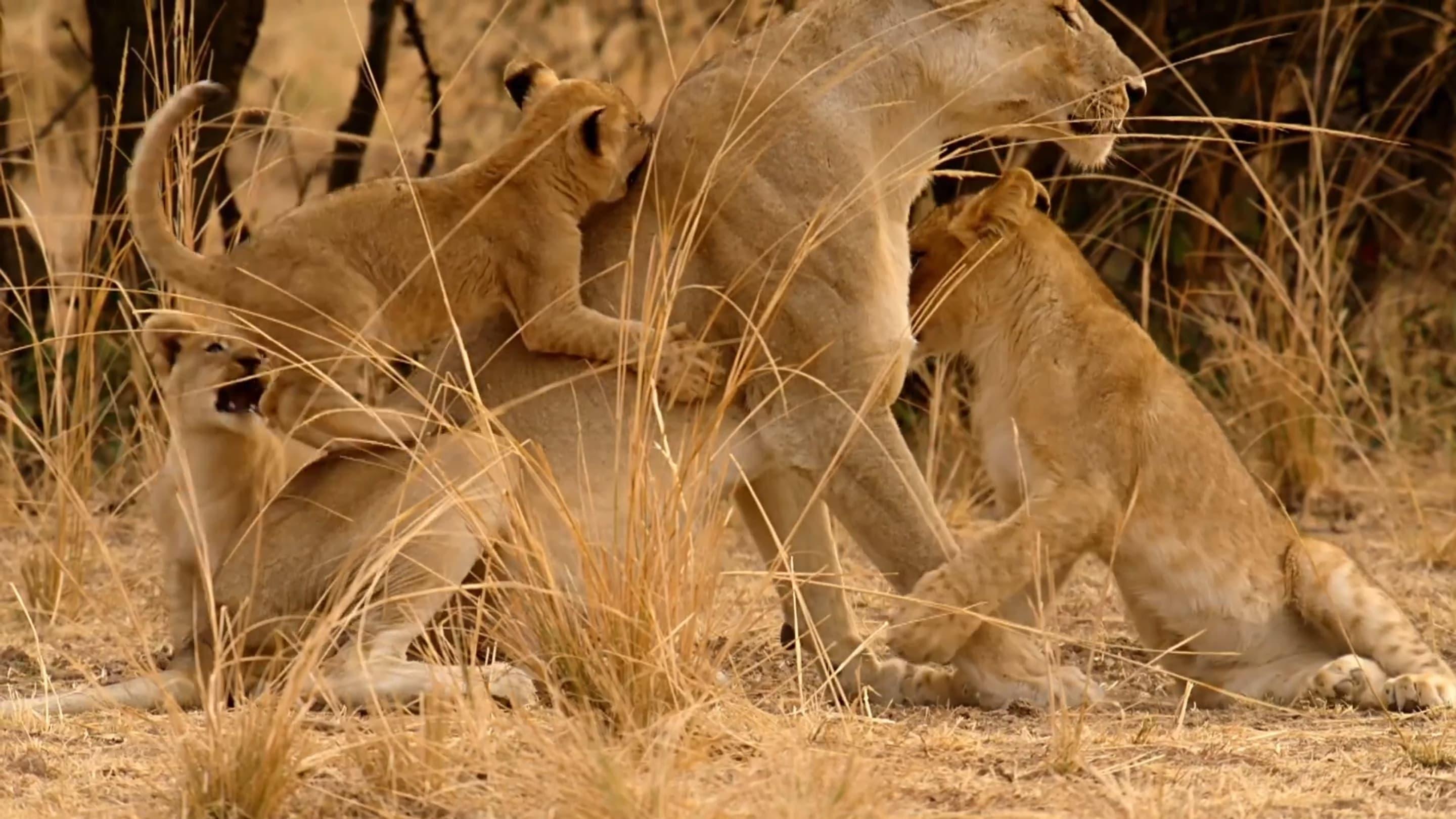 Lion Country: Night and Day