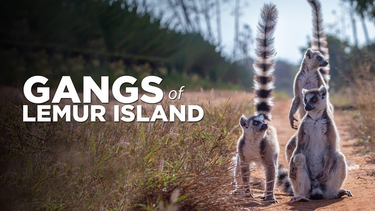 Gangs of Lemur Island