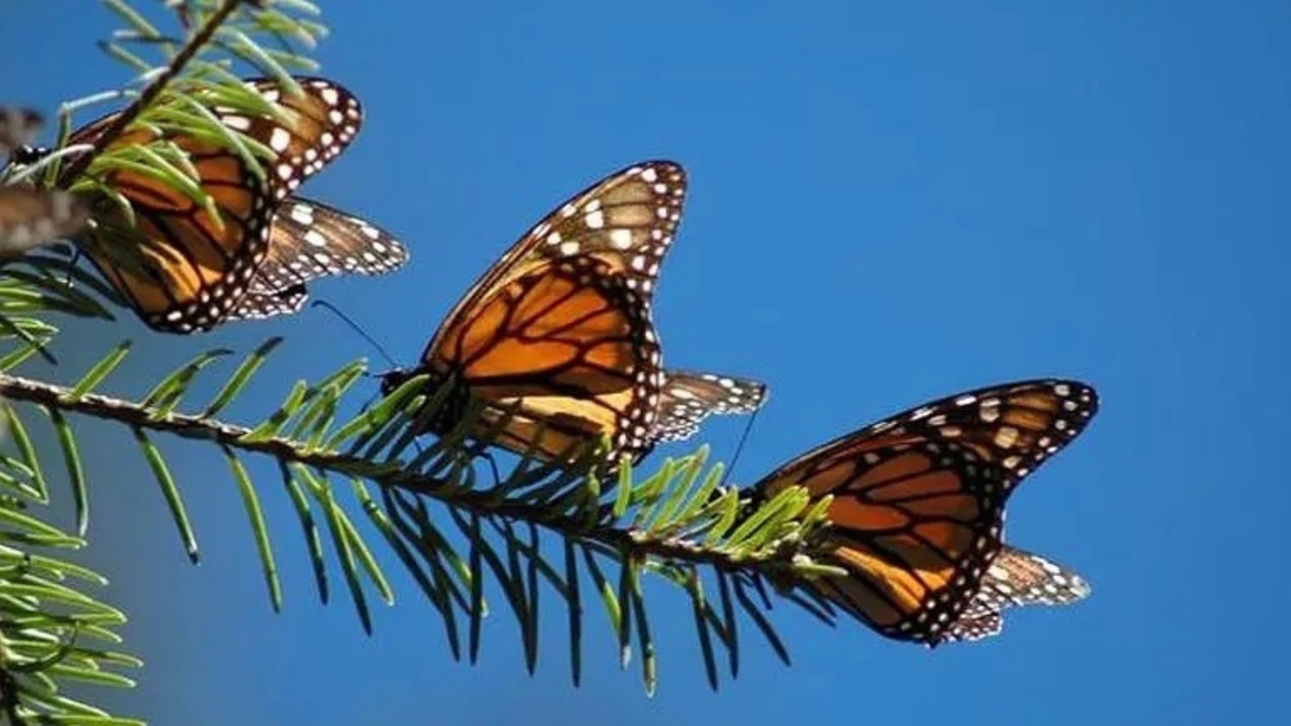 The Incredible Journey of the Butterflies