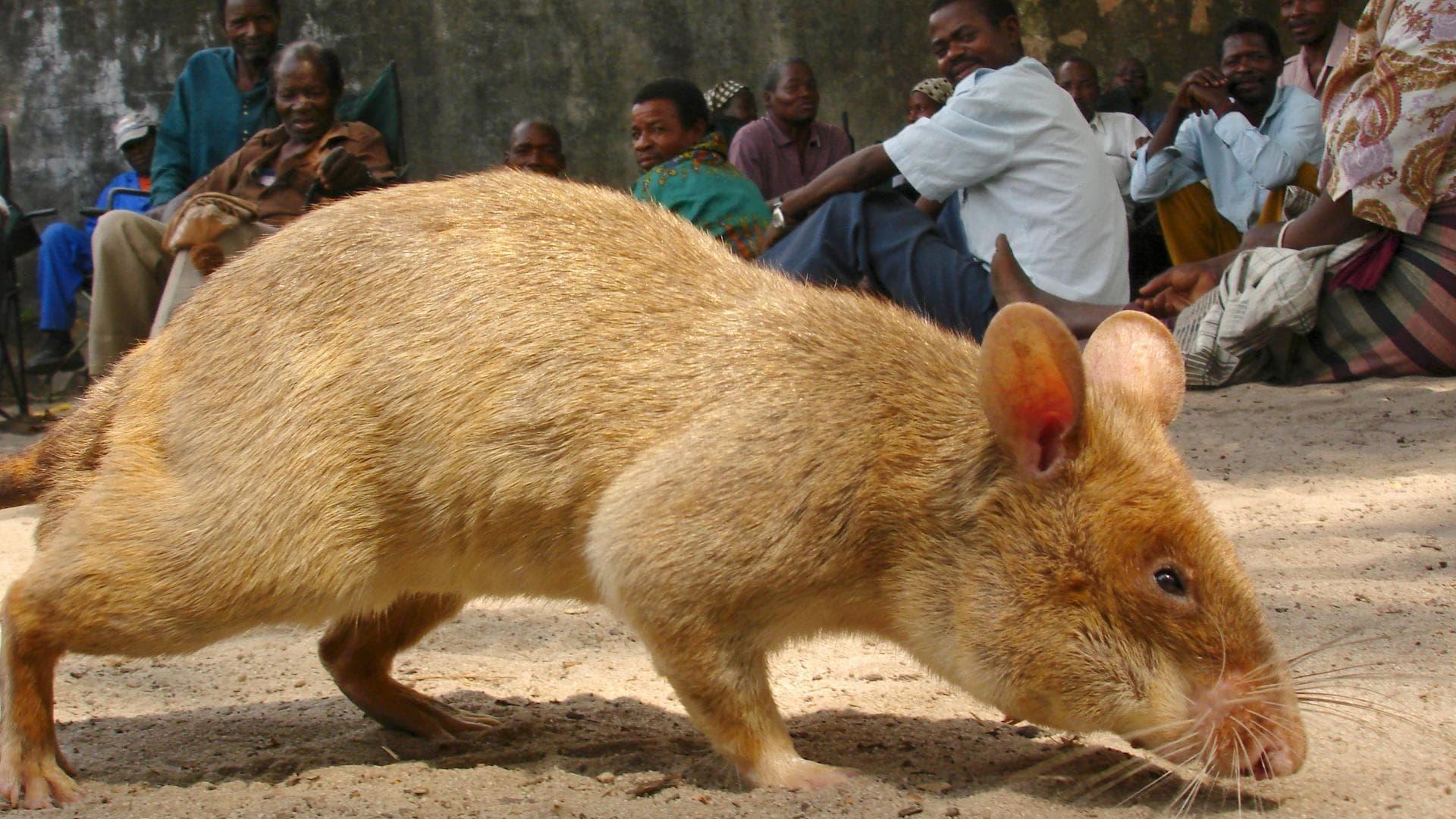 Detecting Danger: Africa's Giant Rats