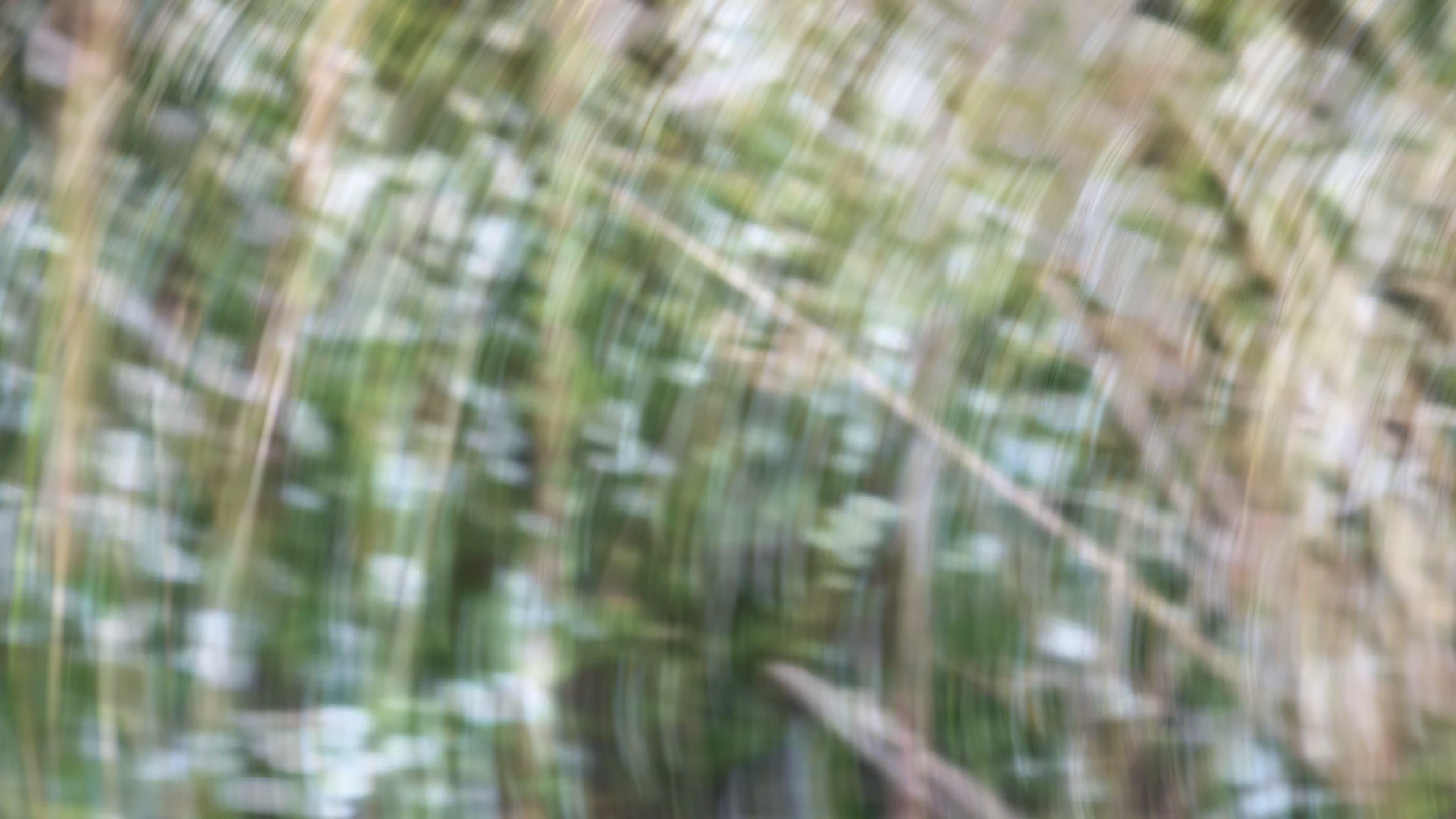 Weeds and Wildflowers