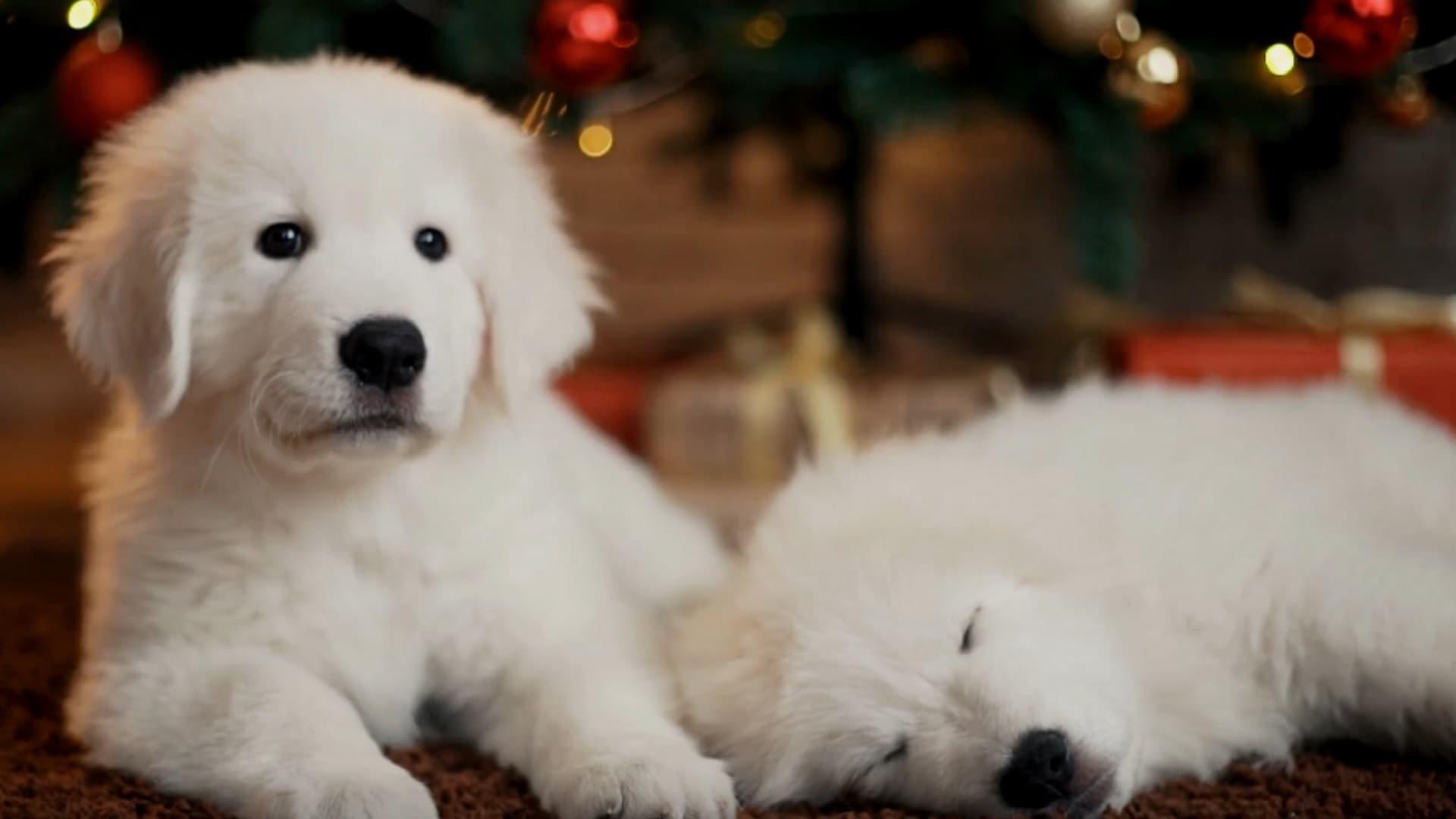 Christmas Puppies