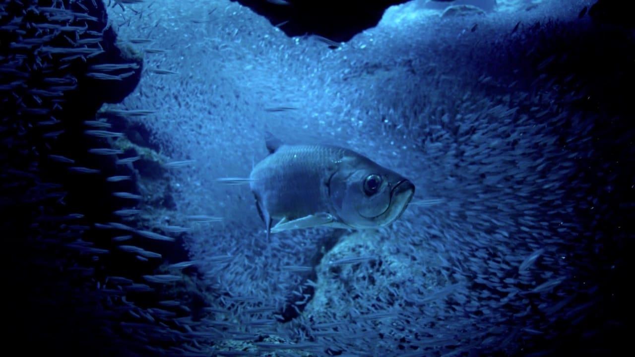 Atlantic: The Wildest Ocean on Earth