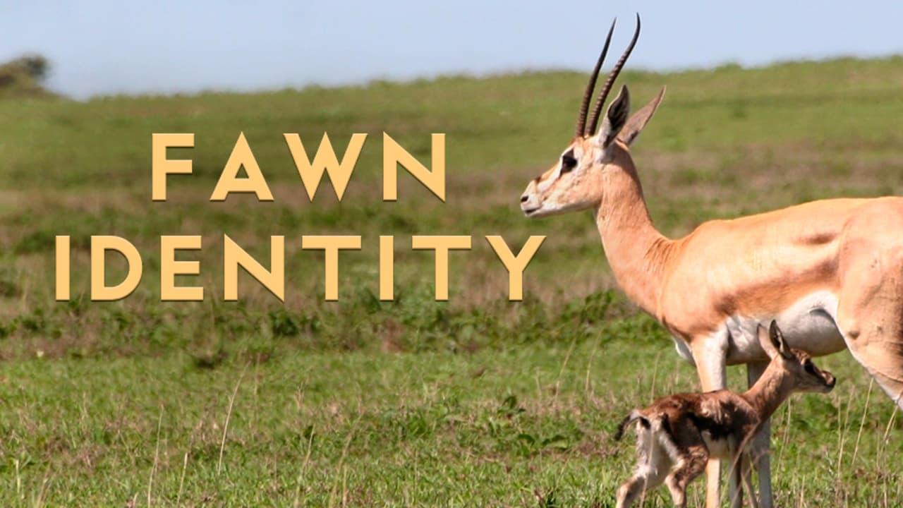 Fawn Identity