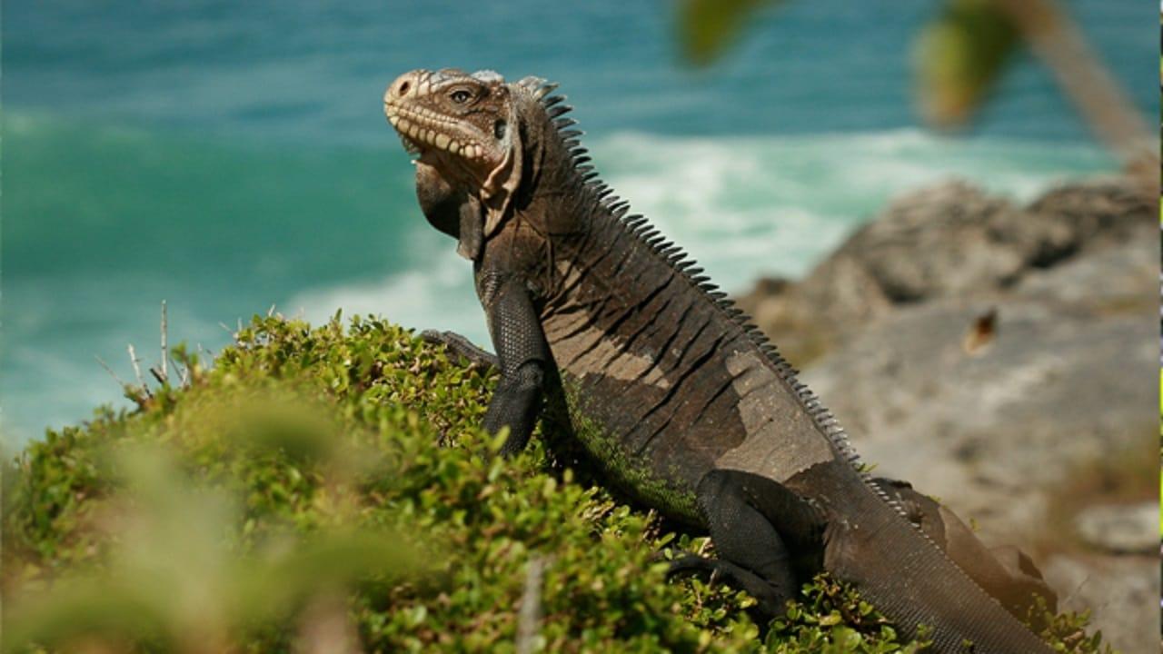 Caraïbes sauvages, les rivages de la diversité