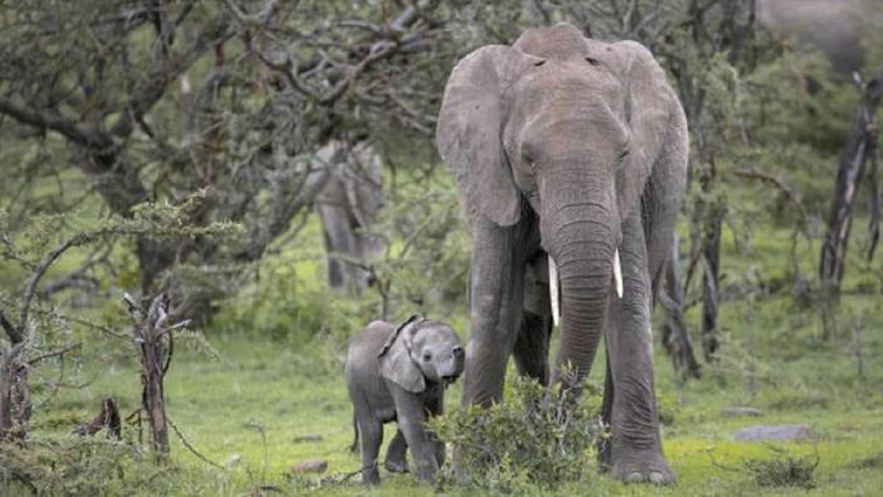 Small Elephant