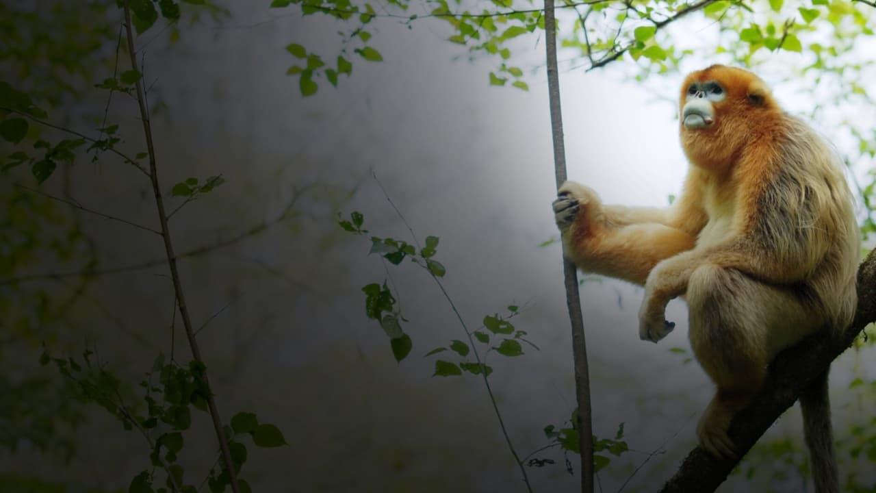 Souvenirs d'un singe doré