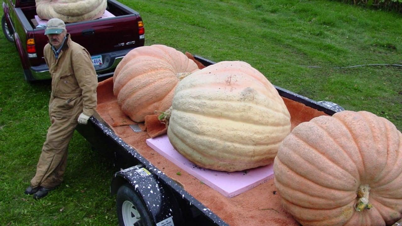 Bill's Big Pumpkins