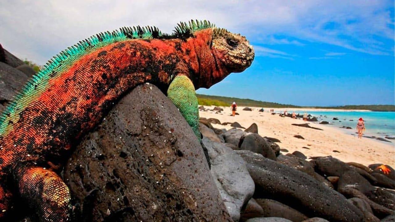 The Dragons of Galapagos