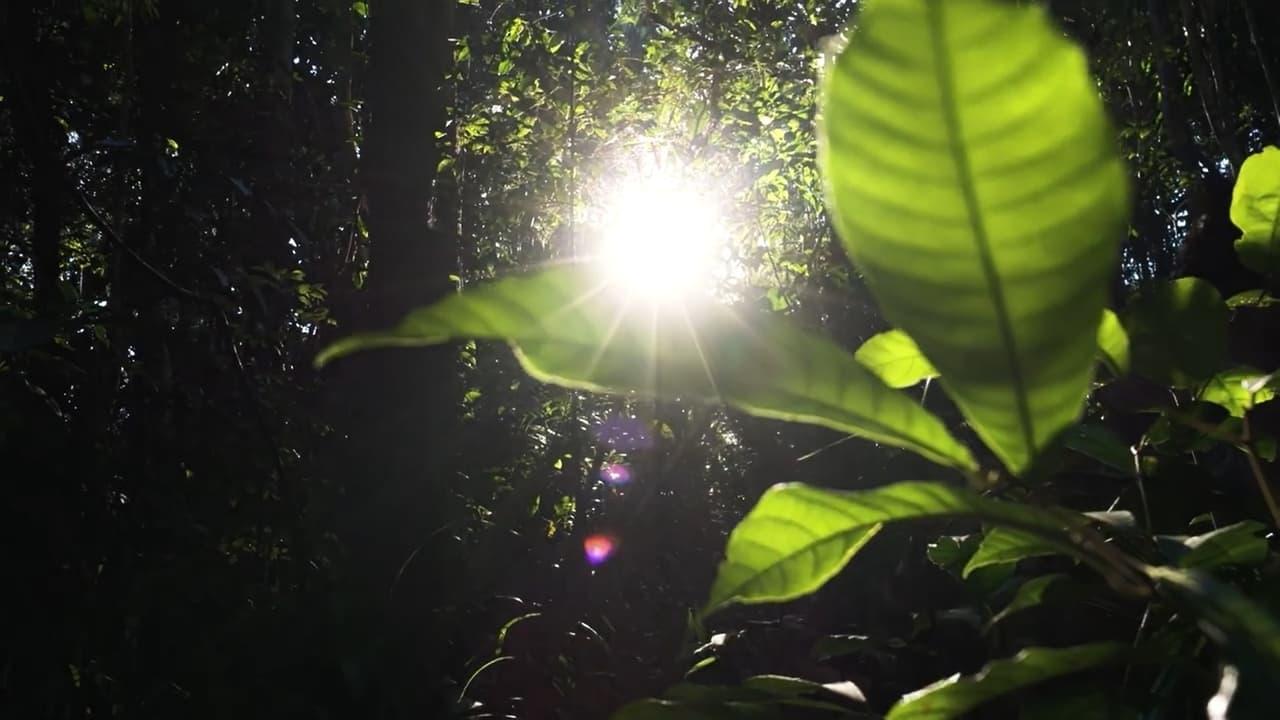 Documentário Brasil Tupinambá