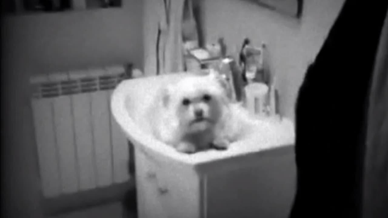 Dog in the Sink