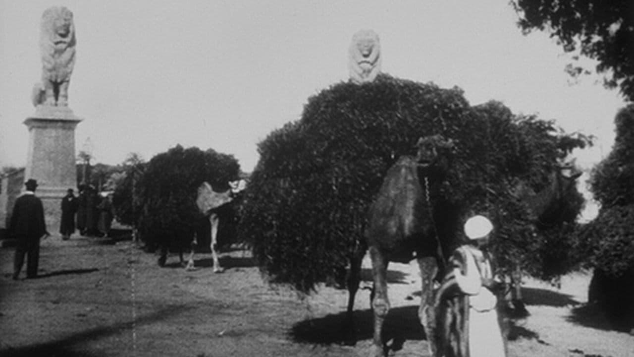 Le Caire, sortie du pont de Kasr-el-Nil (chameaux)