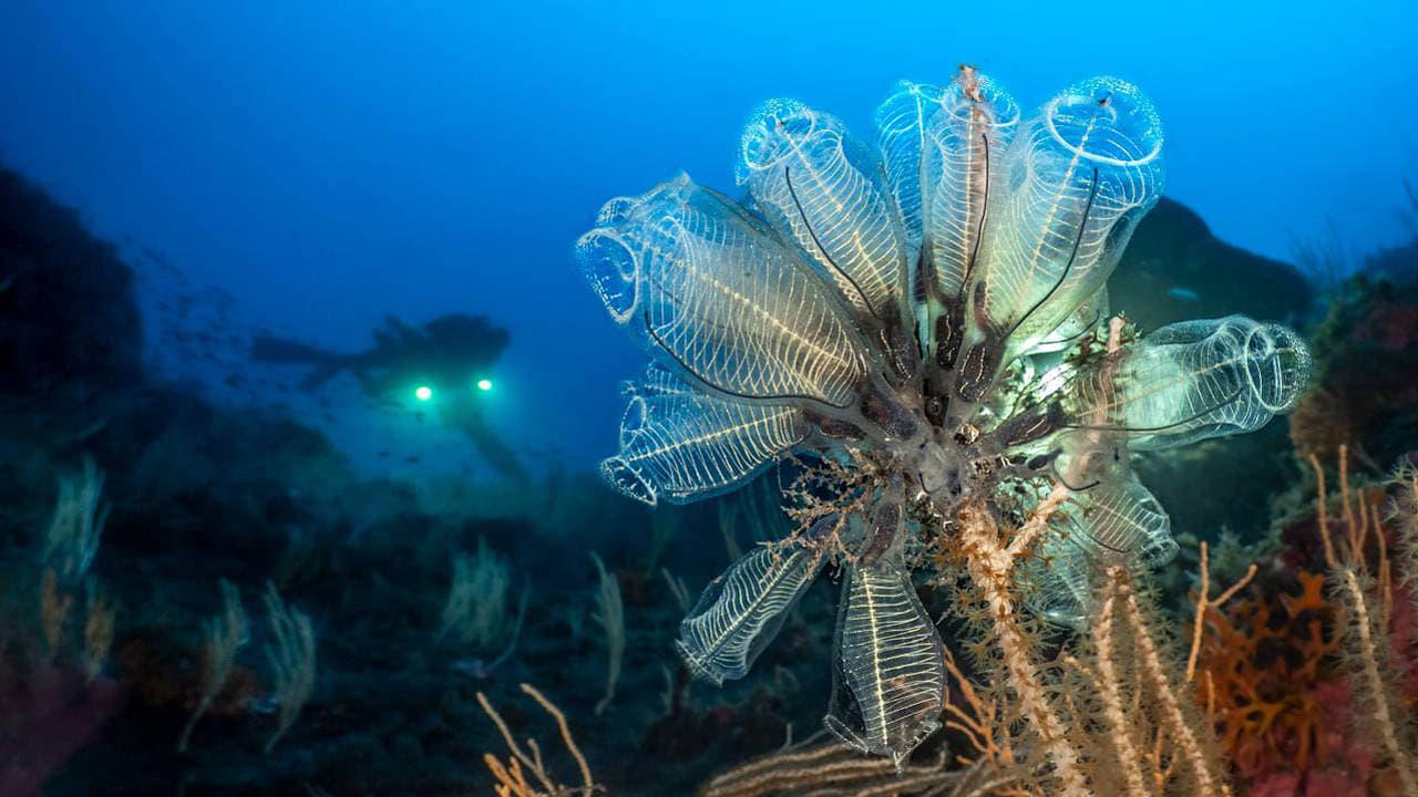 Méditerranée : la face immergée des volcans