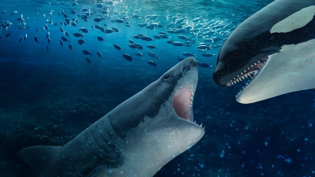 Orca Vs. Great White