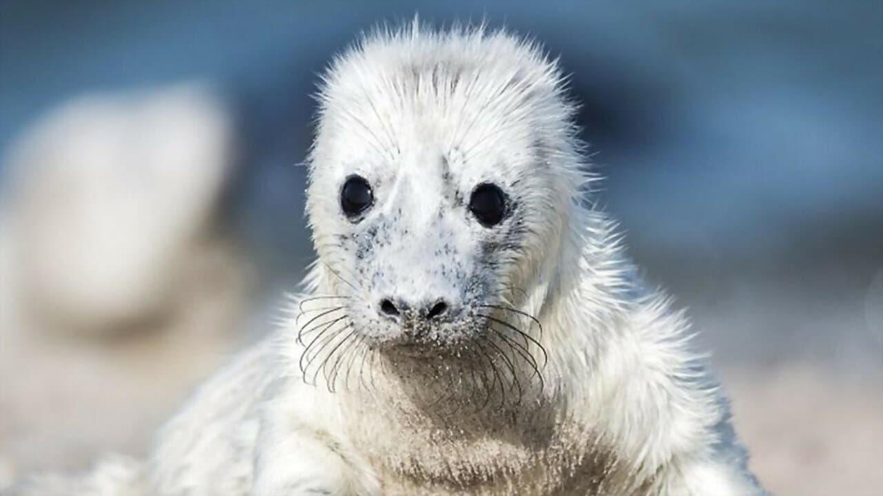 Cuddly & Wild: adorable animal babies