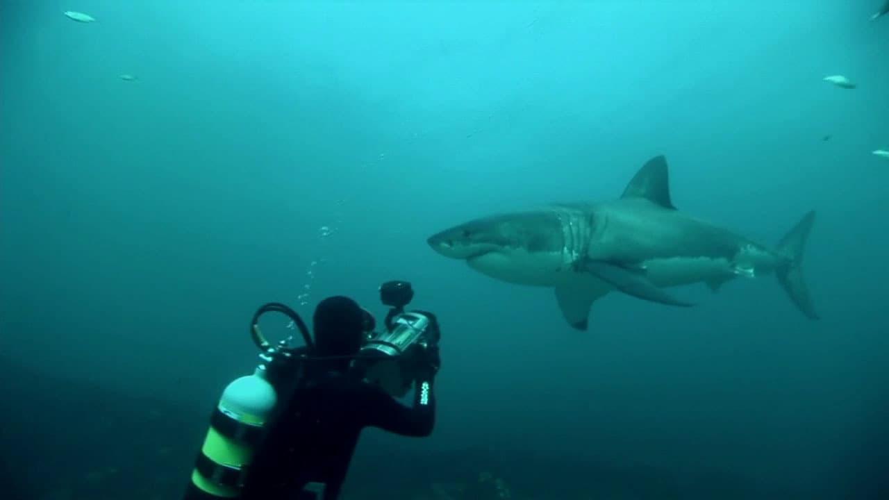 Great White Shark: A Living Legend