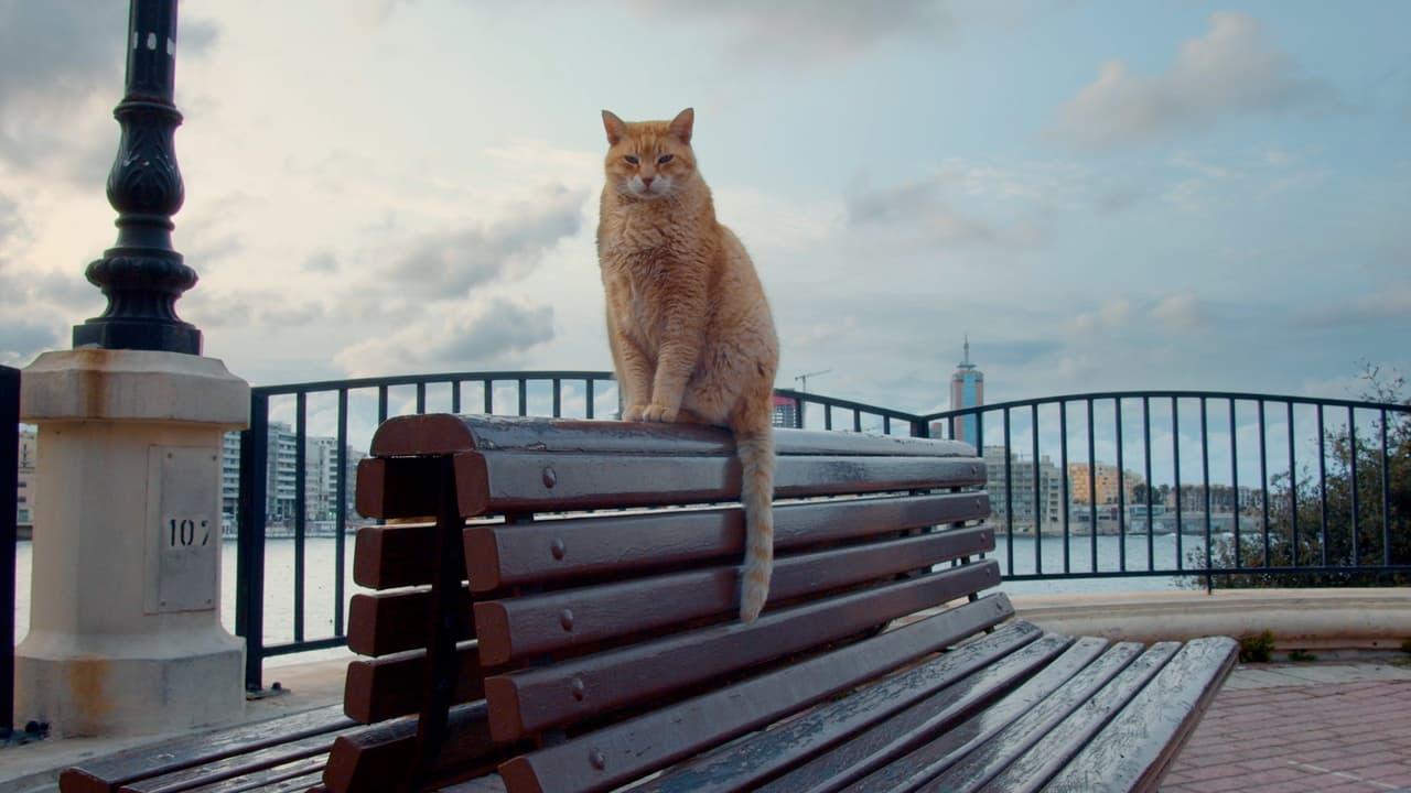 Cats of Malta