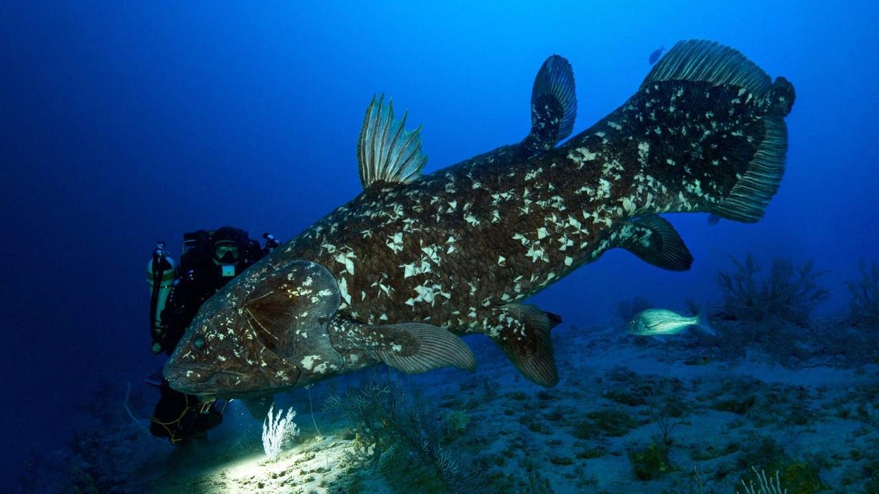 The Coelacanth, a dive into our origins
